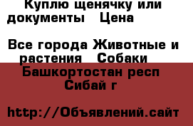 Куплю щенячку или документы › Цена ­ 3 000 - Все города Животные и растения » Собаки   . Башкортостан респ.,Сибай г.